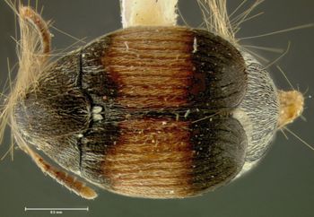 Media type: image;   Entomology 25046 Aspect: habitus dorsal view
